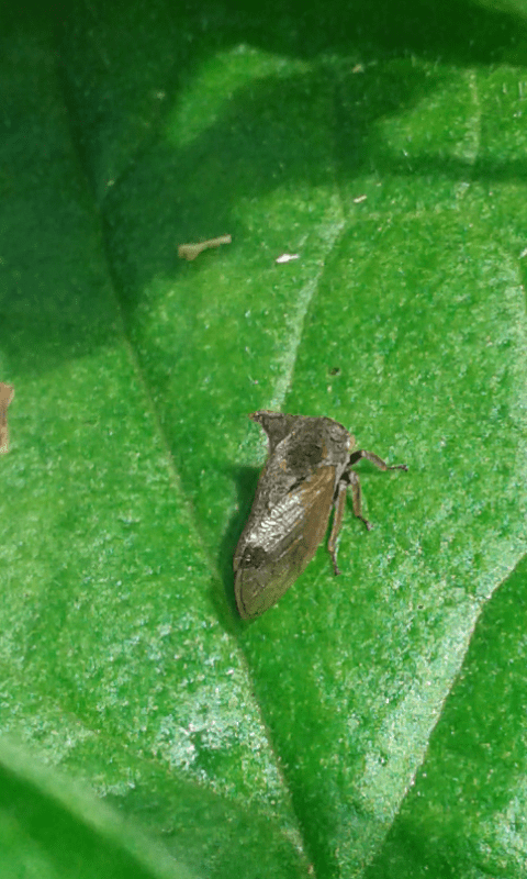 Centrotus cornutus (Membracidae) con sua esuvia?